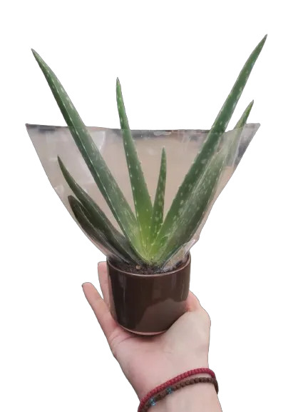 Αλόη Vera +ceramic pot brown