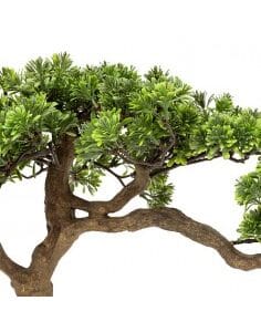 Plastona Bonsai σε κασπώ