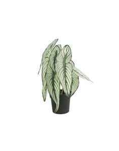 Plastona  Caladium σε κασπώ